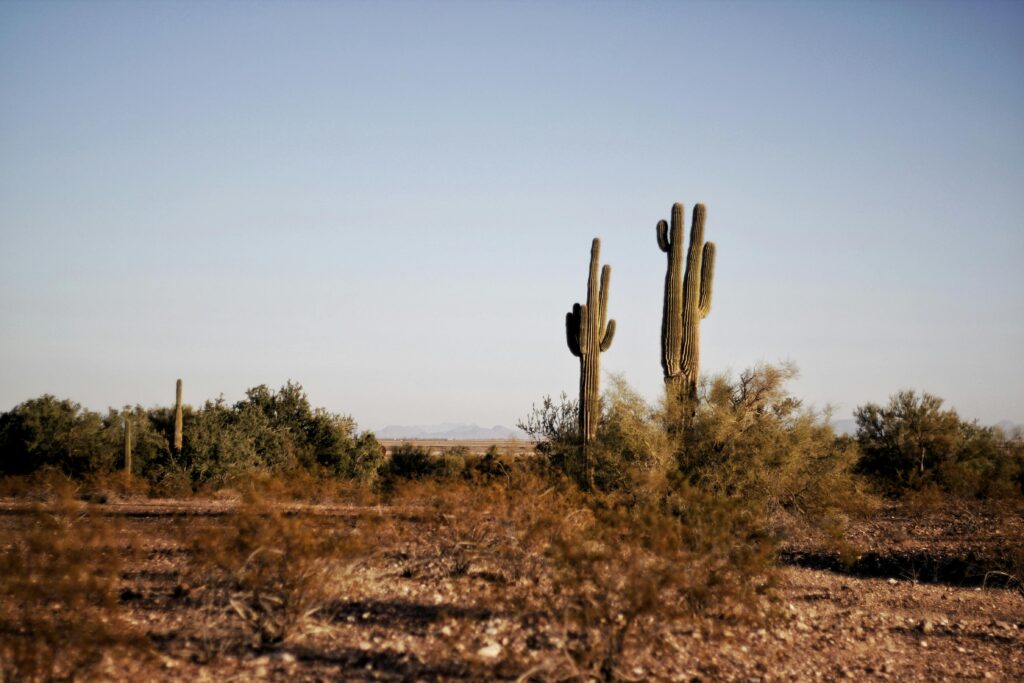 Texas dessert image